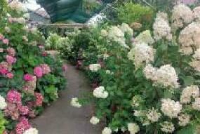 Mi.,12.08.26 Hortensienpark Erbsmühle: Glücksmomente erleben!